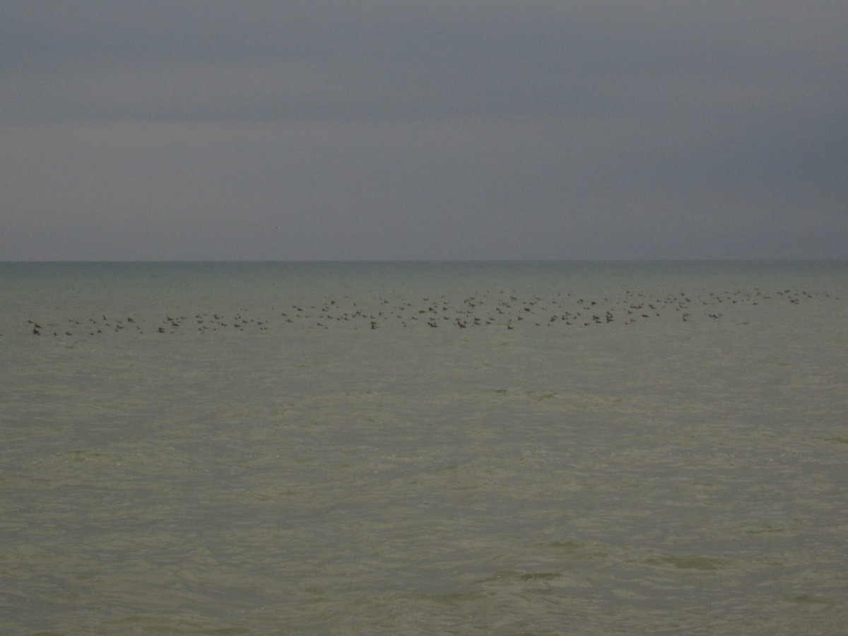 Red-breasted Merganser - Alyssa Gruda