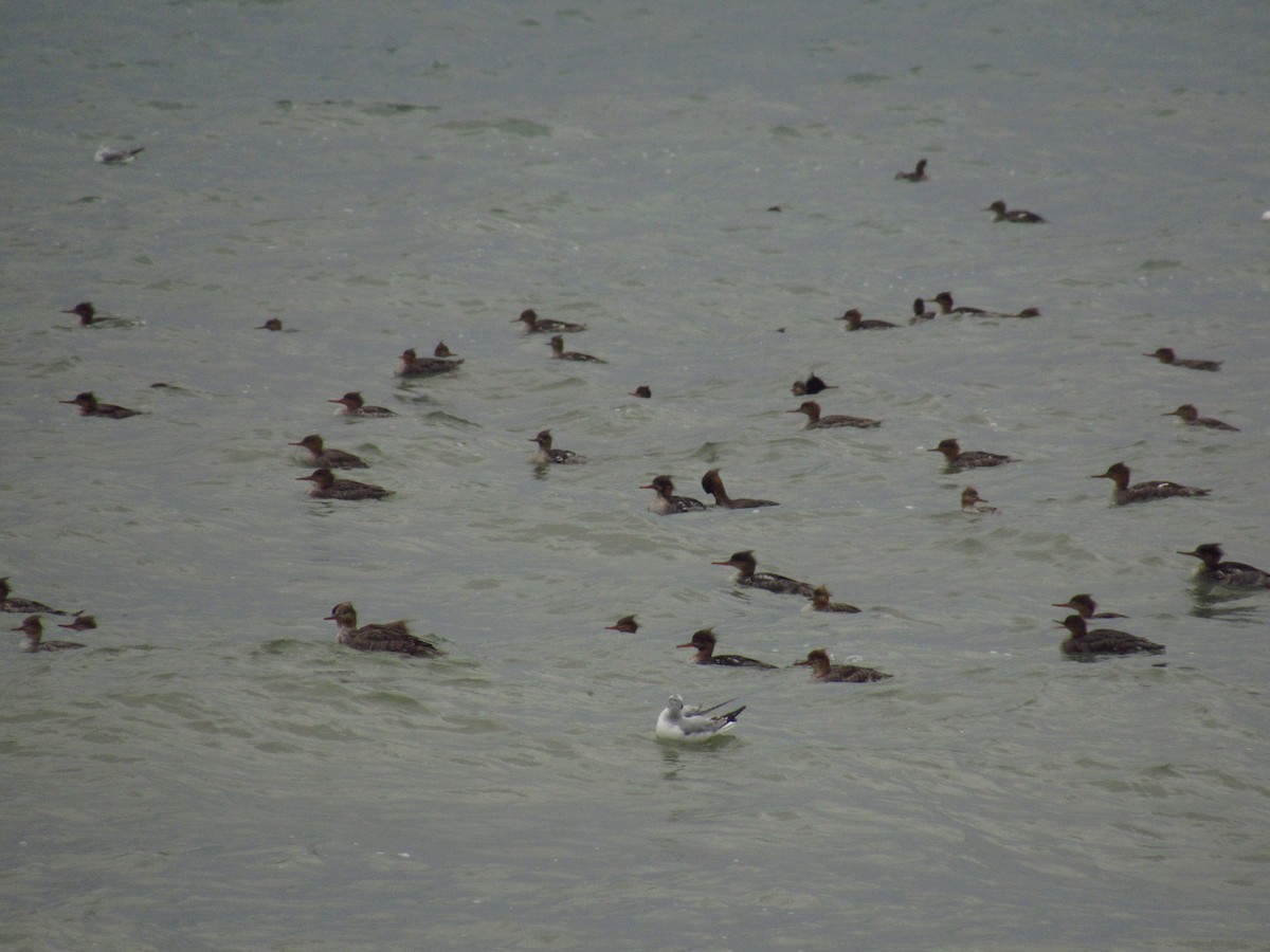 Red-breasted Merganser - Alyssa Gruda