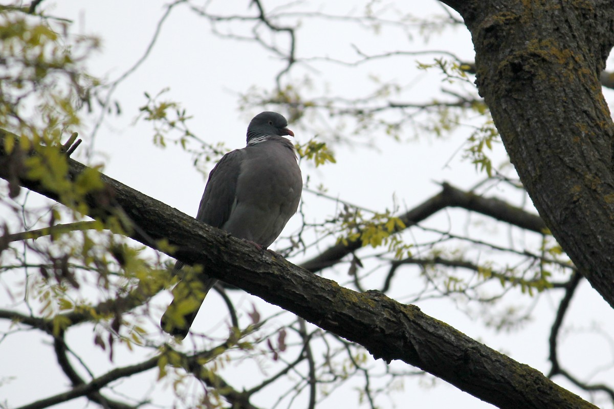 Common Wood-Pigeon - ML618841802