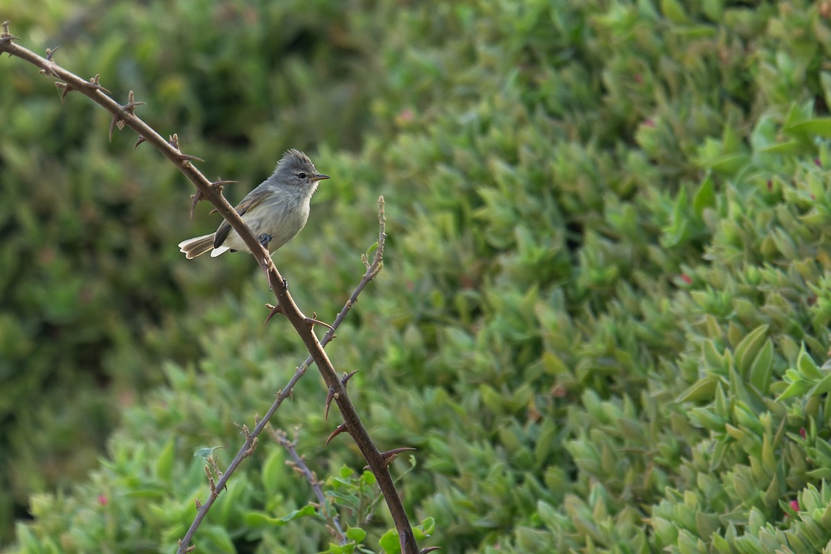 Southern Beardless-Tyrannulet - ML618841804