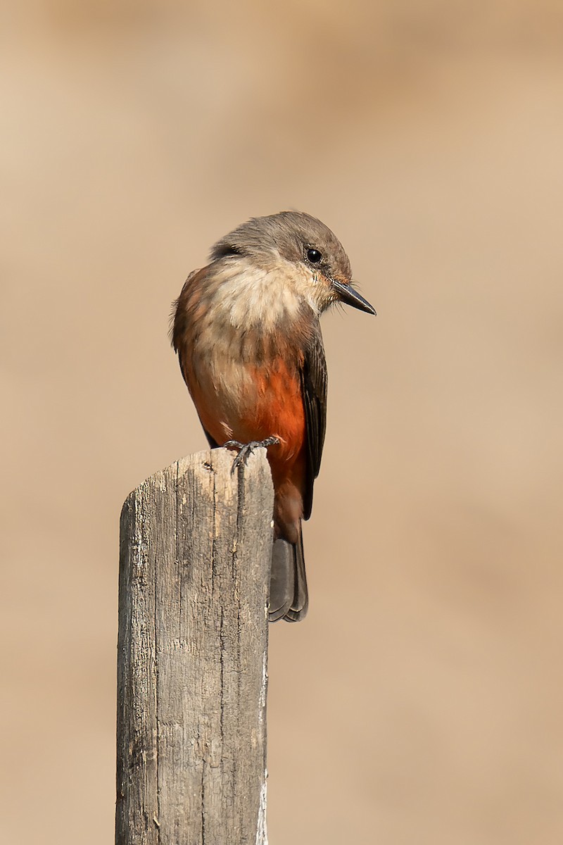 Vermilion Flycatcher - ML618841810