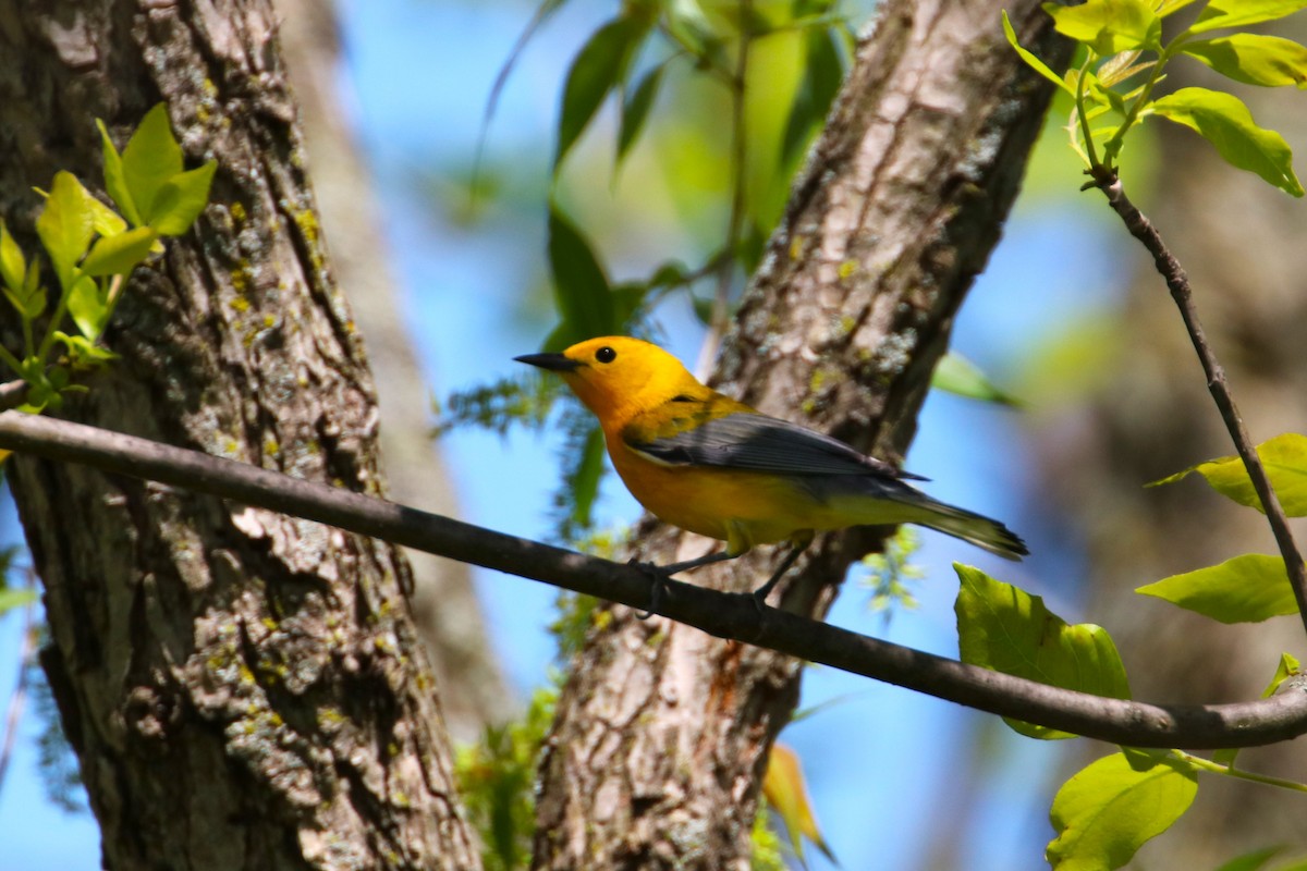 Prothonotary Warbler - ML618841812