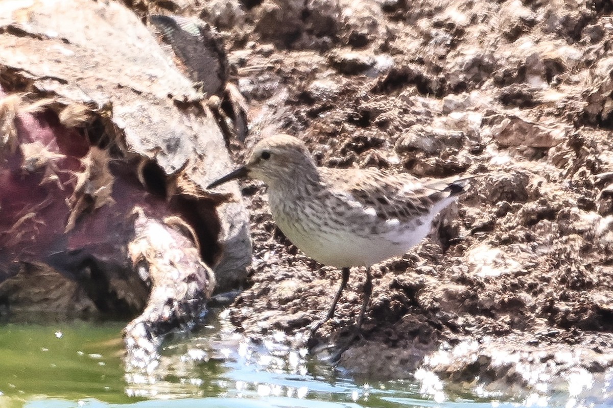 White-rumped Sandpiper - ML618841813