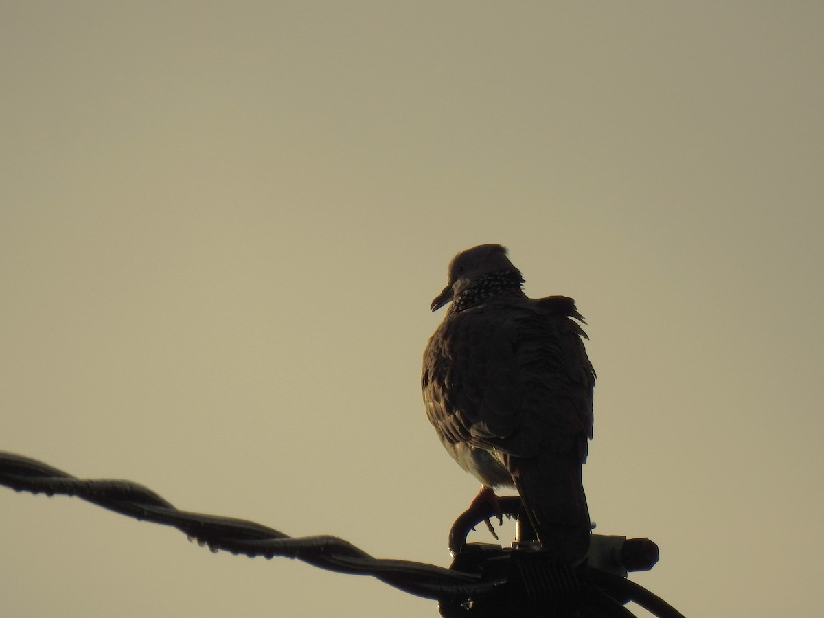 Spotted Dove - Monica Mesch