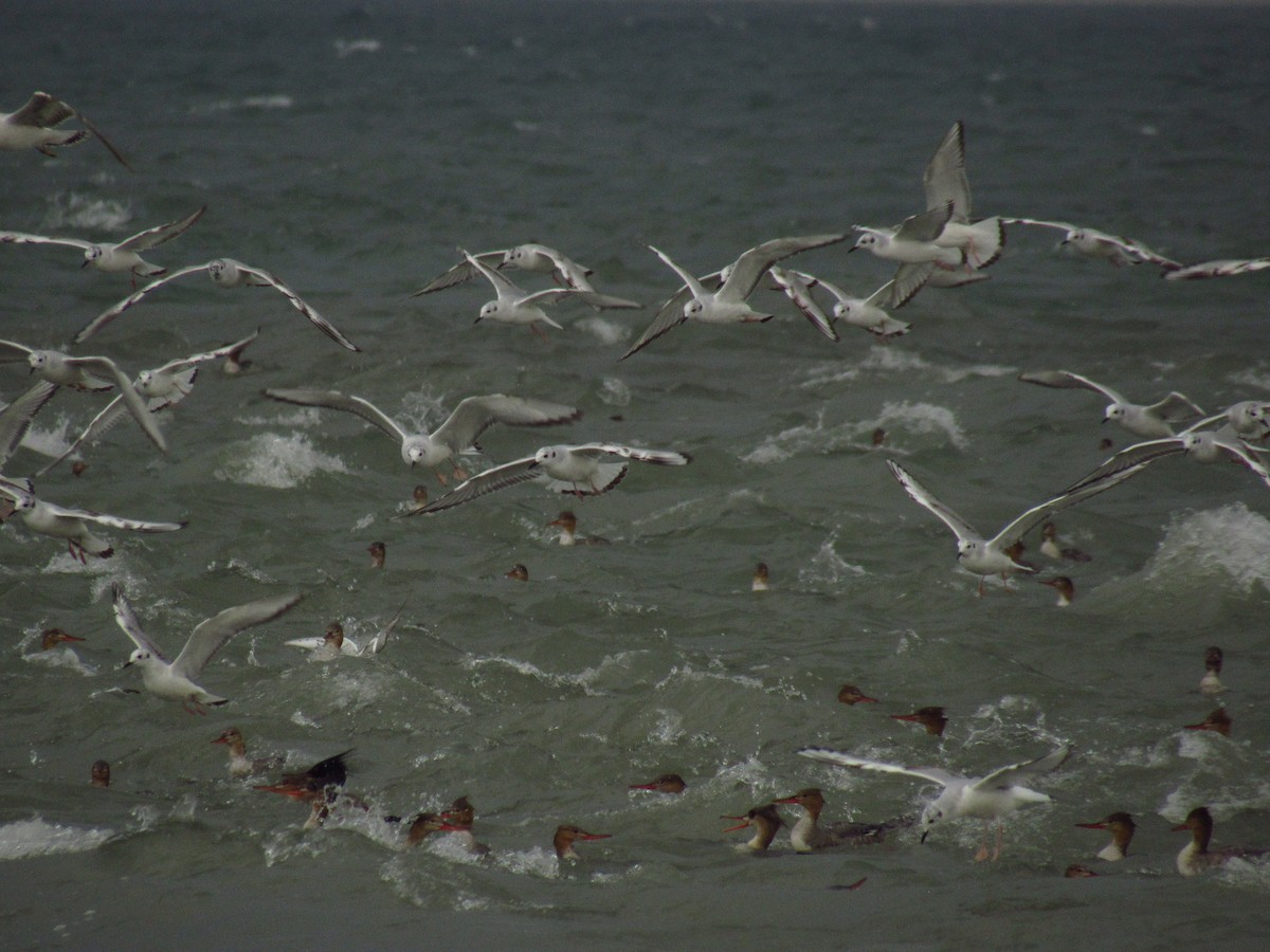 Bonaparte's Gull - Alyssa Gruda