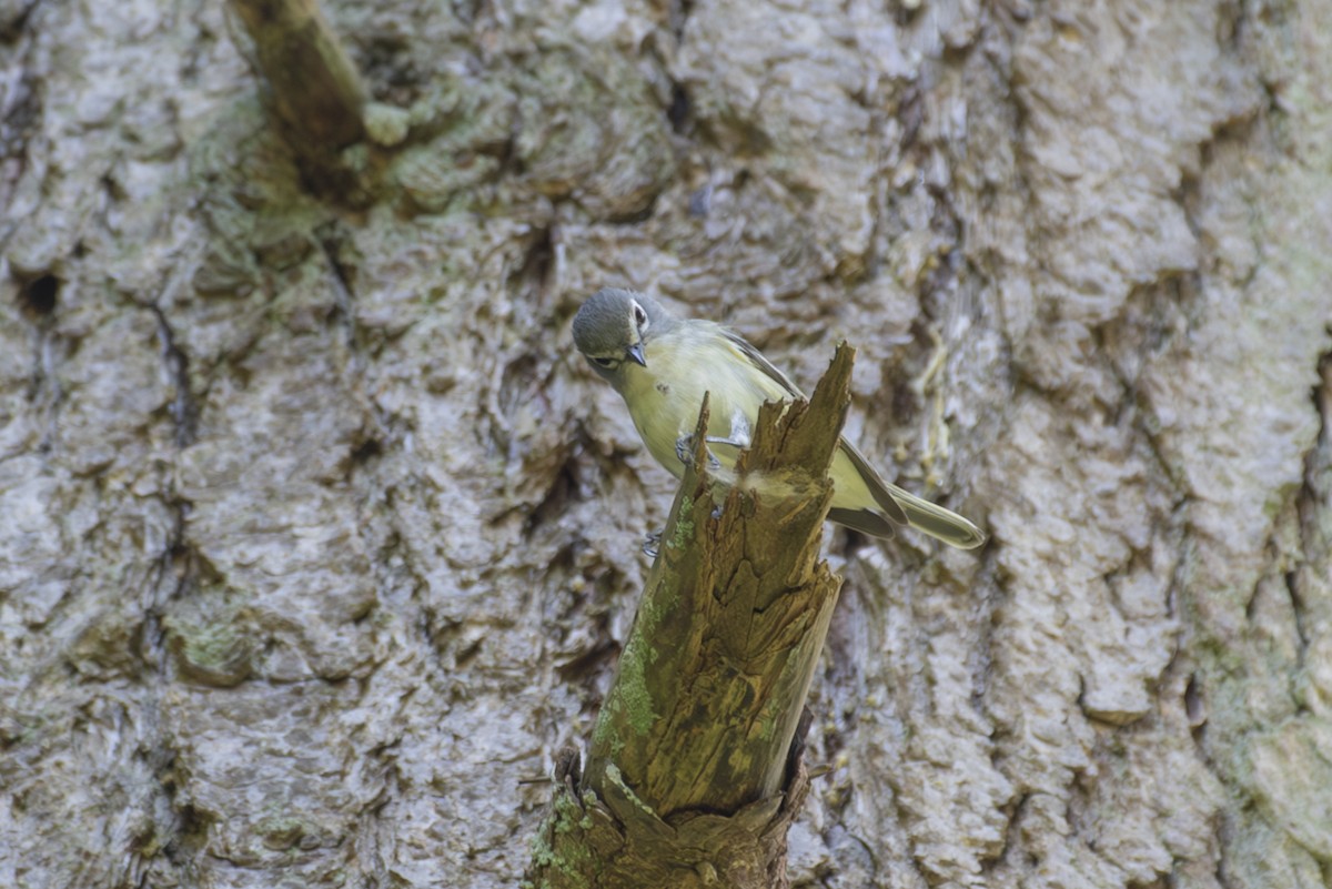 Cassin's Vireo - Ed Kingma