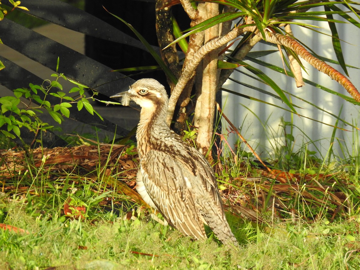 Bush Thick-knee - Monica Mesch