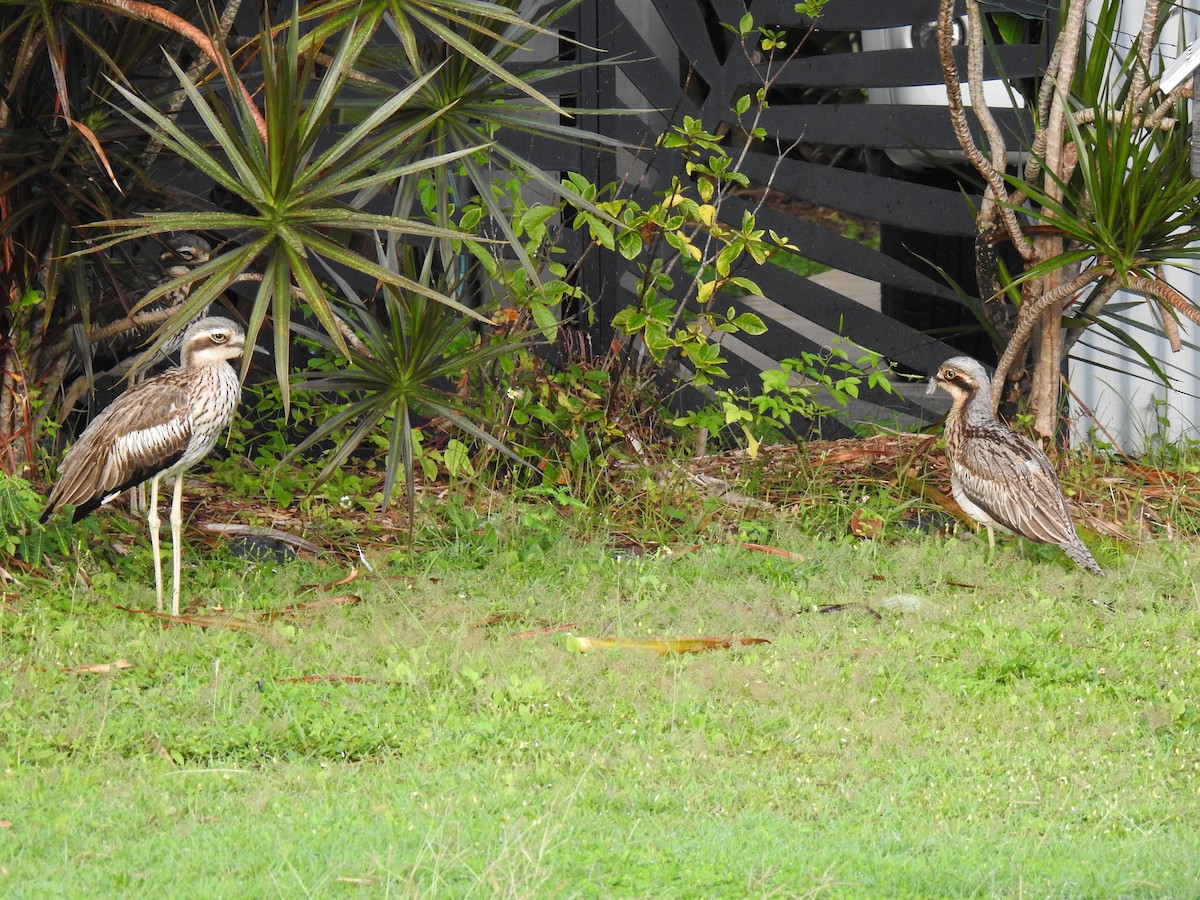 Bush Thick-knee - Monica Mesch