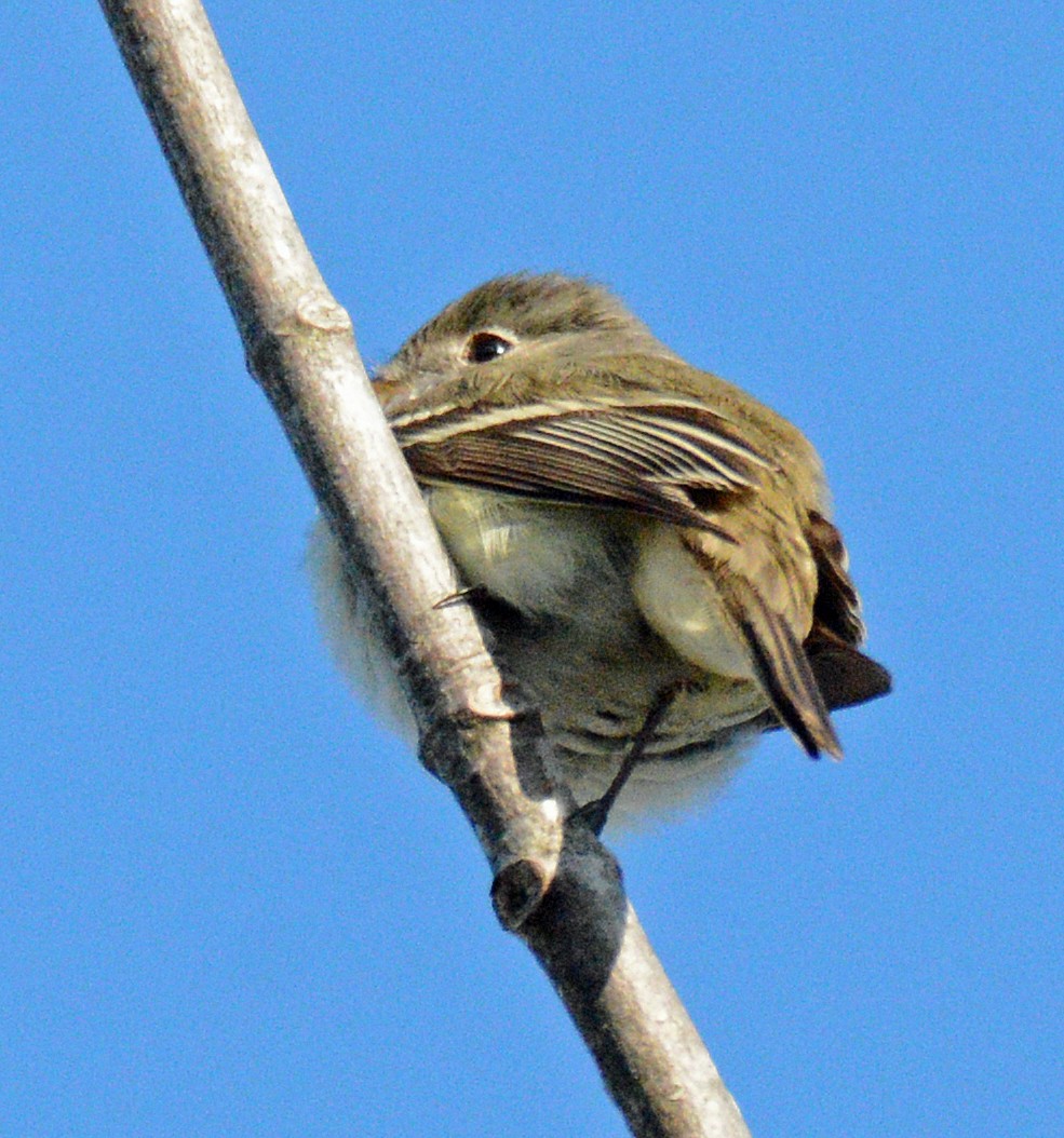 Least Flycatcher - Michael J Good