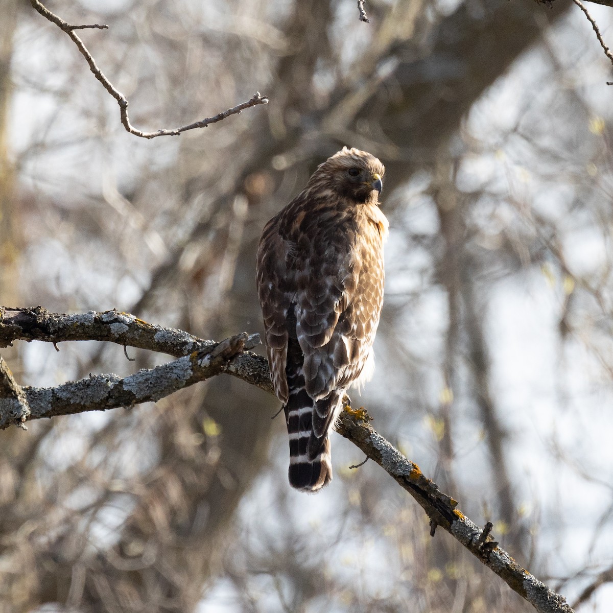 Red-shouldered Hawk - Anonymous