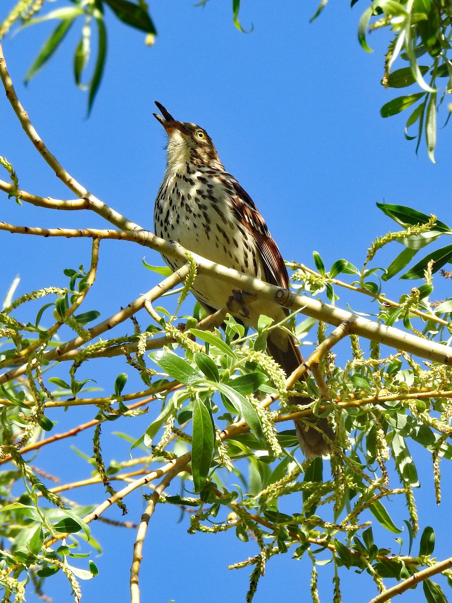 Brown Thrasher - Karen Zeleznik