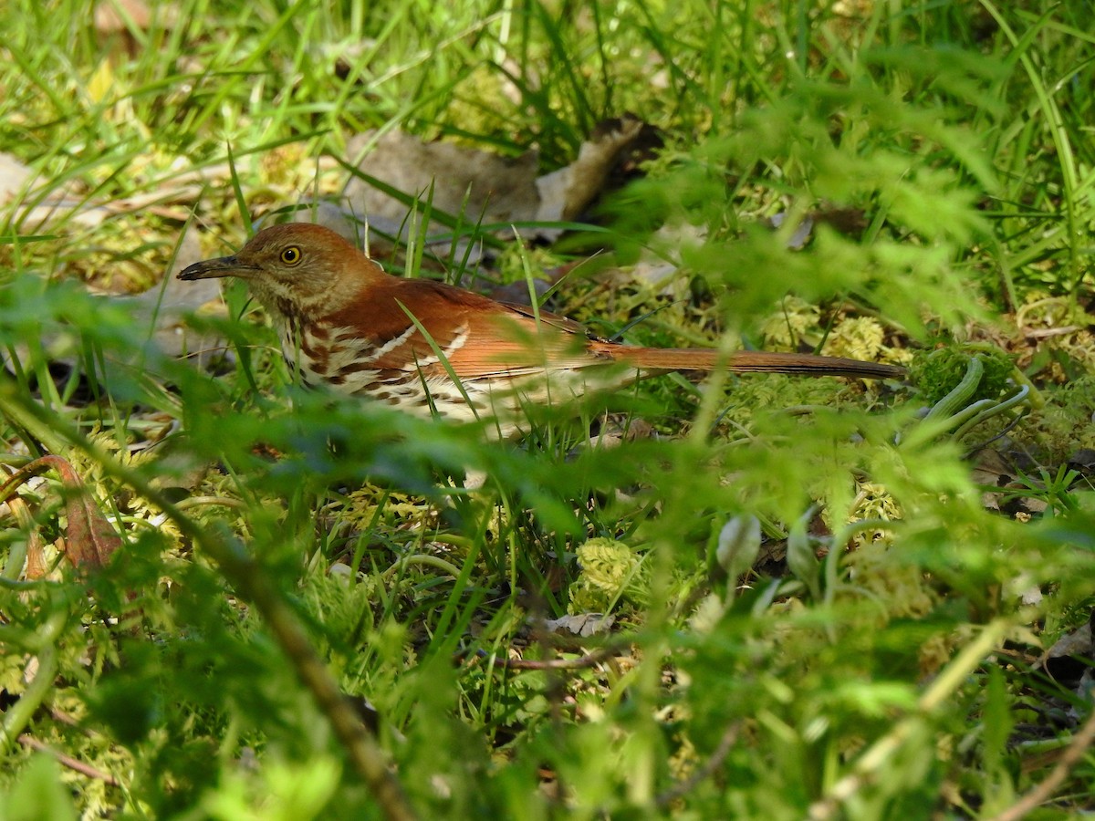 Brown Thrasher - Karen Zeleznik