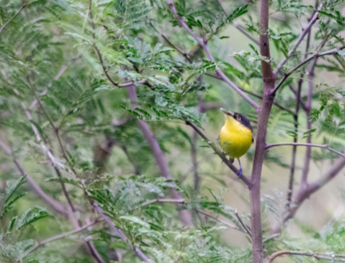 Common Tody-Flycatcher - ML618841874