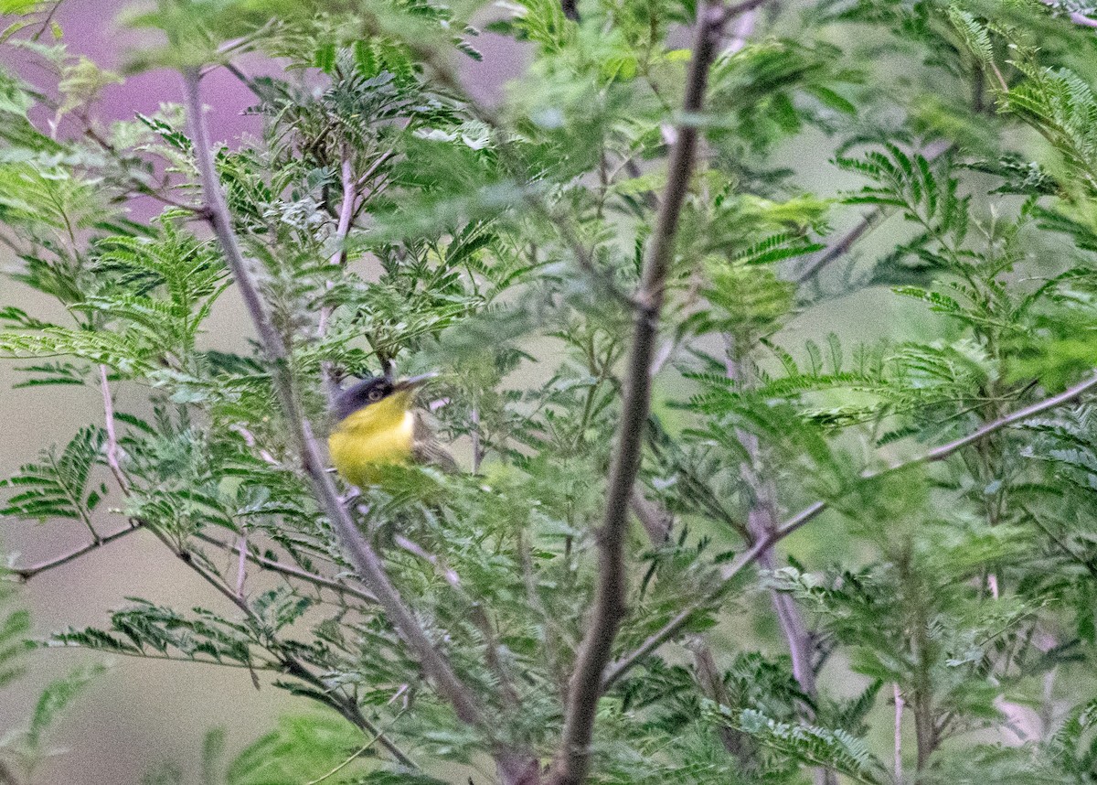Common Tody-Flycatcher - ML618841876