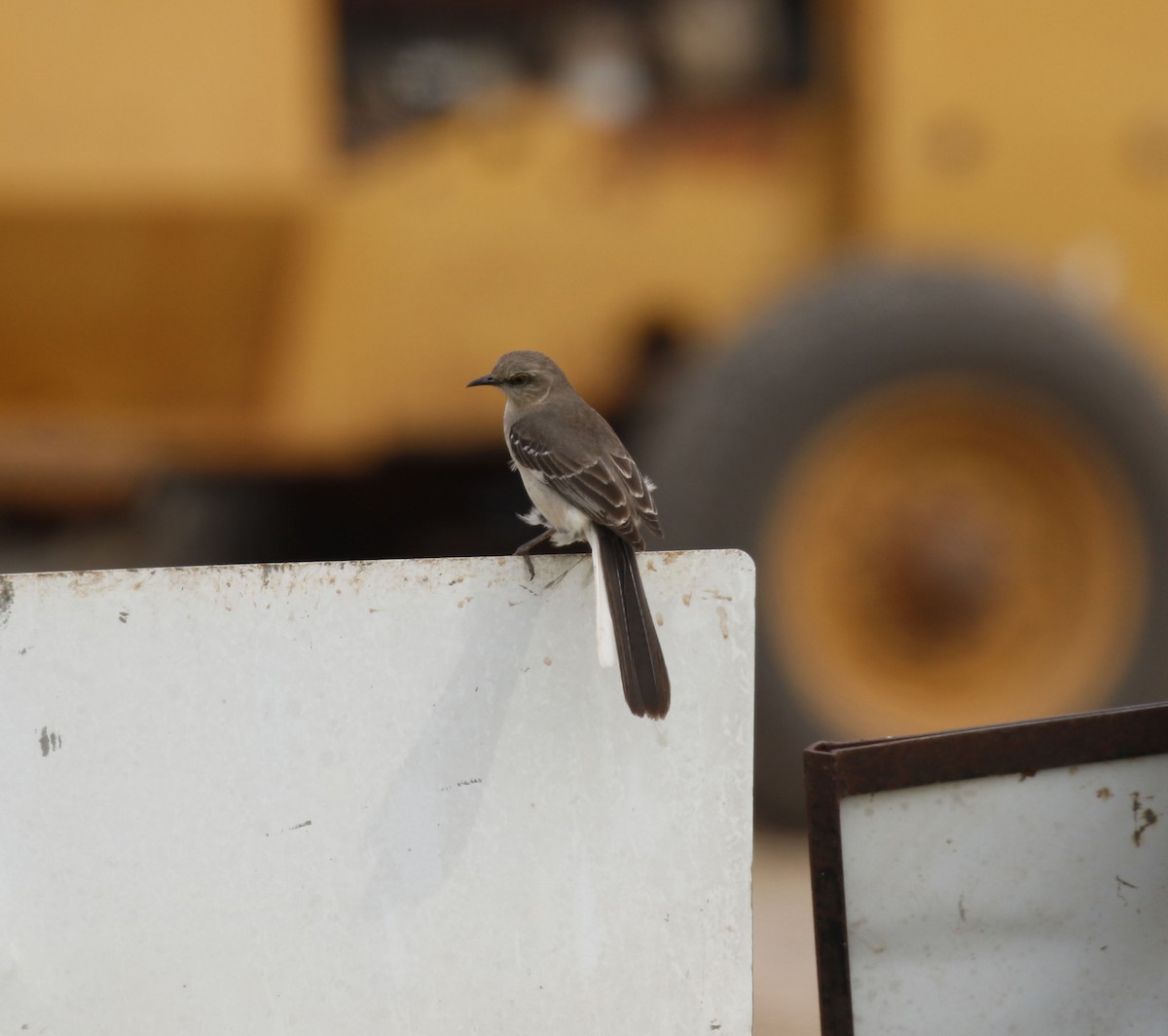 Northern Mockingbird - ML618841879