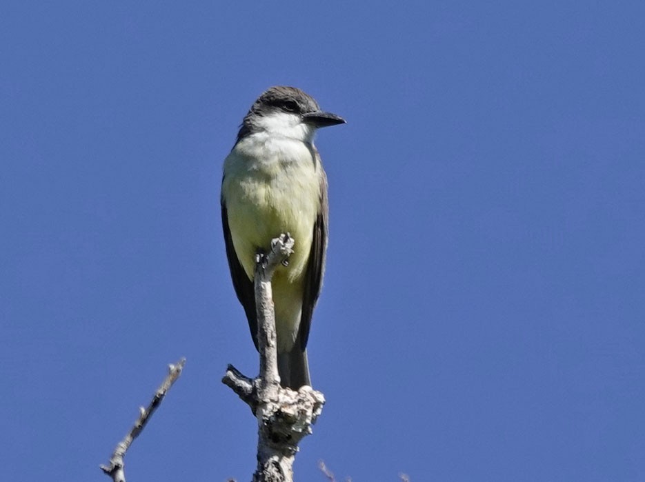 Thick-billed Kingbird - Cathy Beck