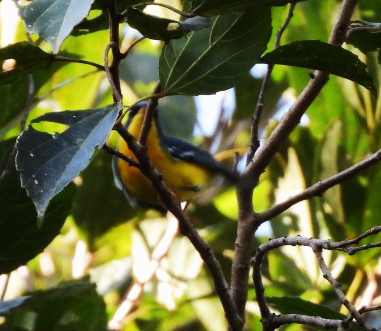 Tropical Parula - Mauricio Weingartner