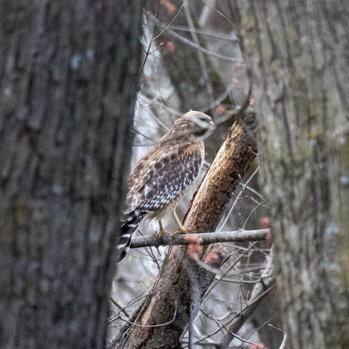 Red-shouldered Hawk - Anonymous