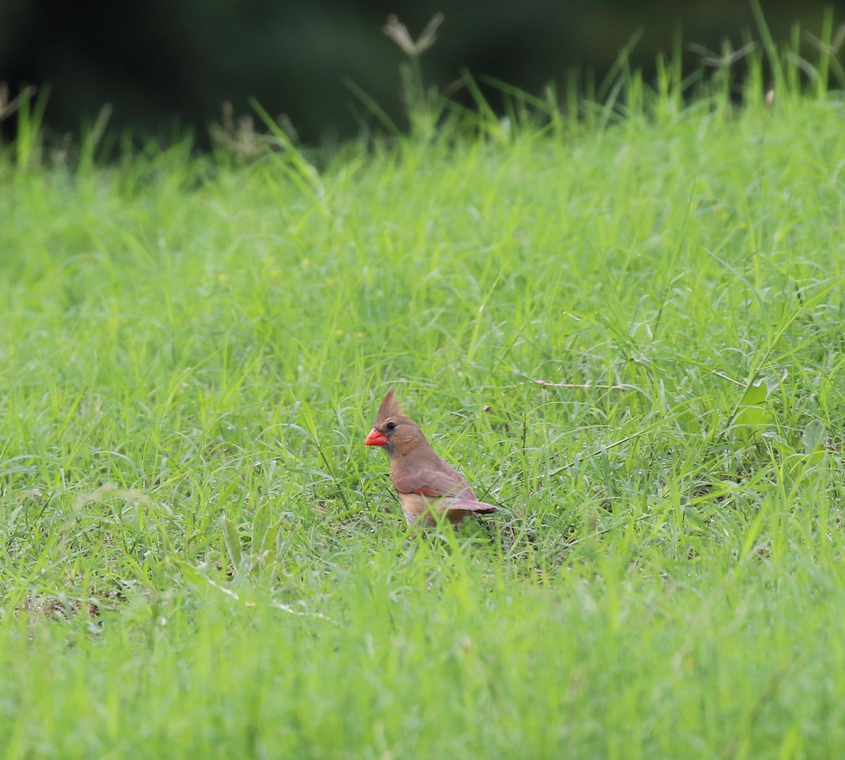 Northern Cardinal - ML618841915