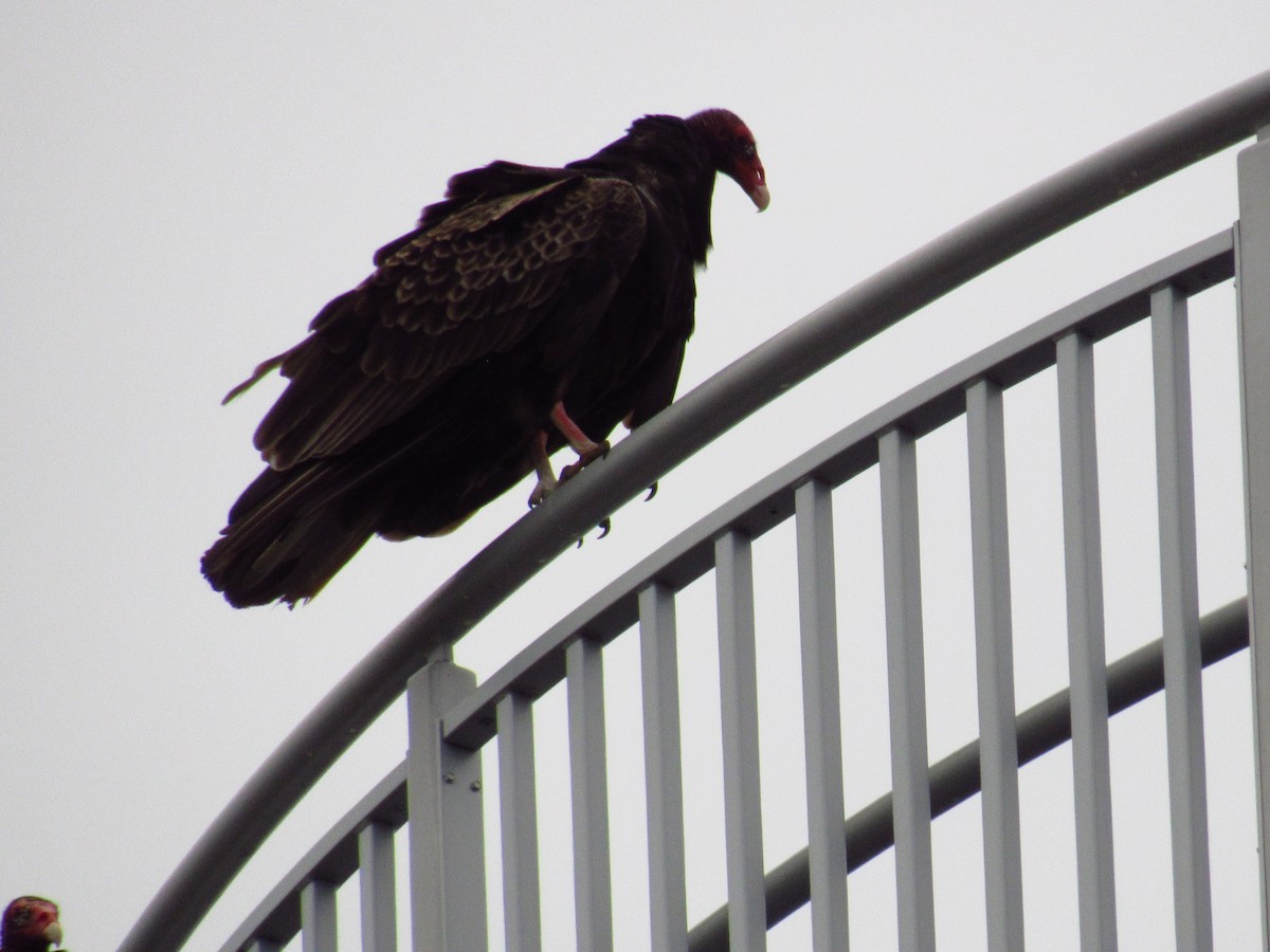 Turkey Vulture - Alyssa Gruda