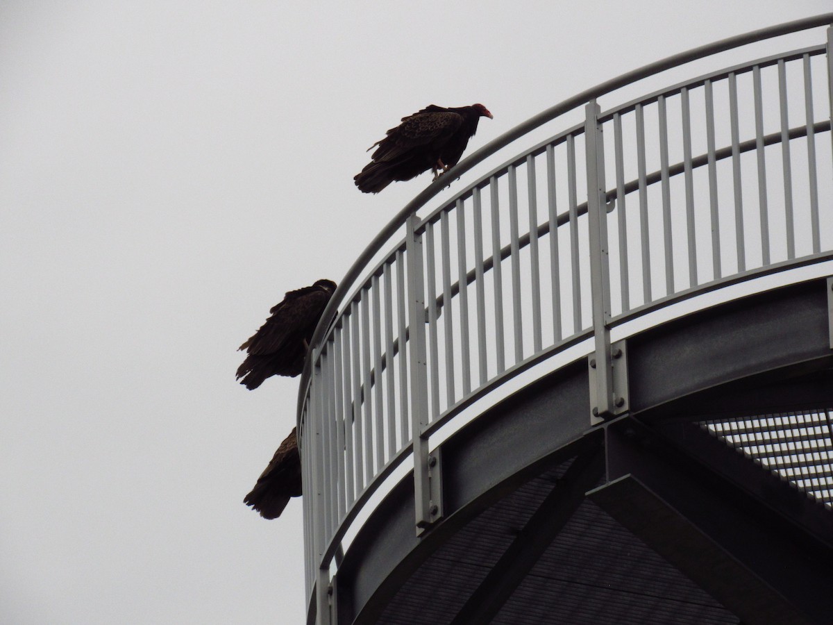 Turkey Vulture - Alyssa Gruda