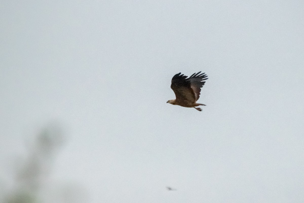 Black-collared Hawk - ML618841931
