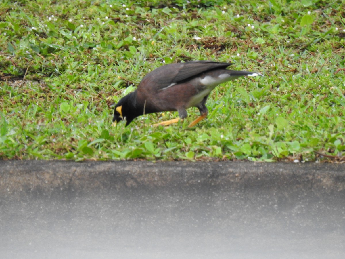 Common Myna - Monica Mesch