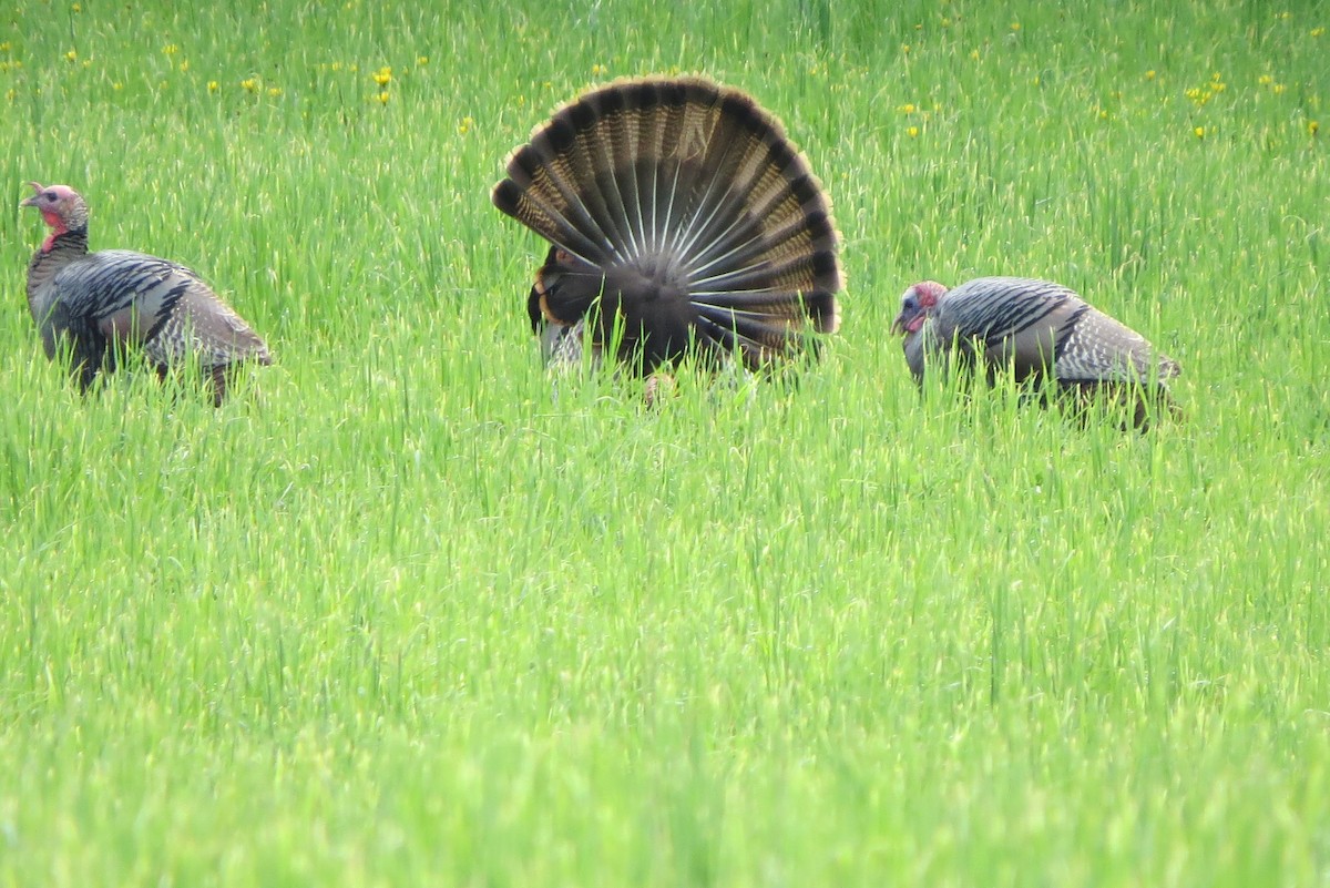 Wild Turkey - Ken Abraham