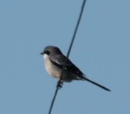 Iberian Gray Shrike - Edmund Bell