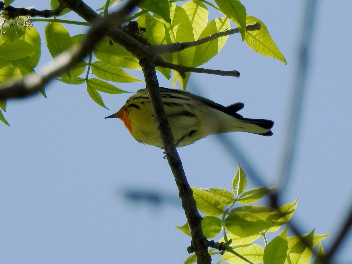 Blackburnian Warbler - Karen Zeleznik