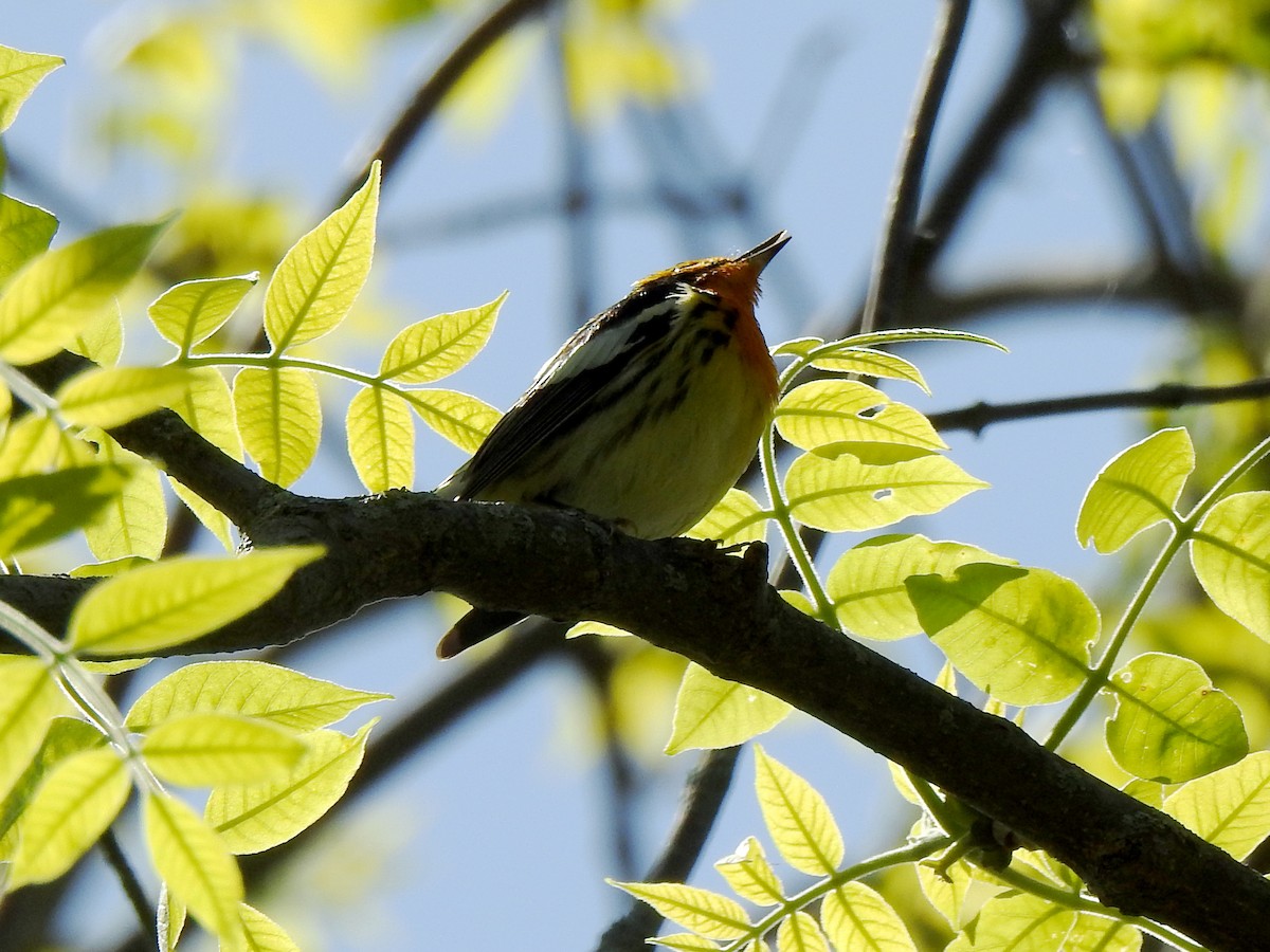 Blackburnian Warbler - Karen Zeleznik