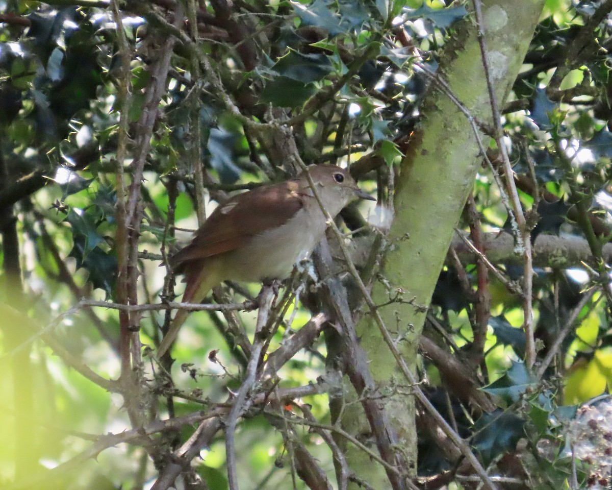 Common Nightingale - Barrie Carter