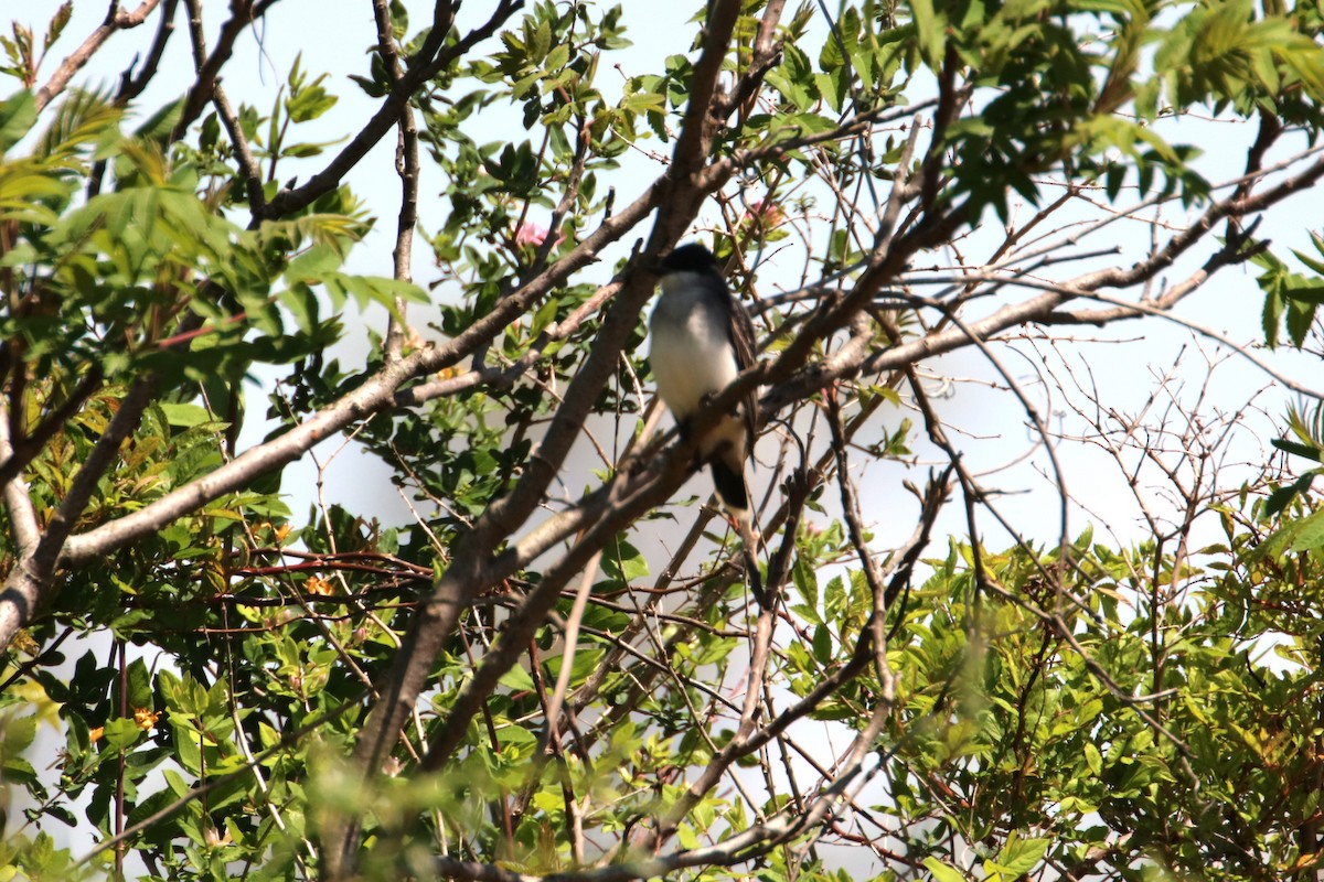 Eastern Kingbird - ML618841968