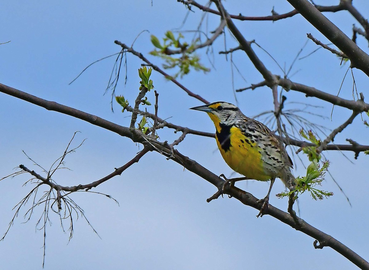 Eastern Meadowlark - François Hamel