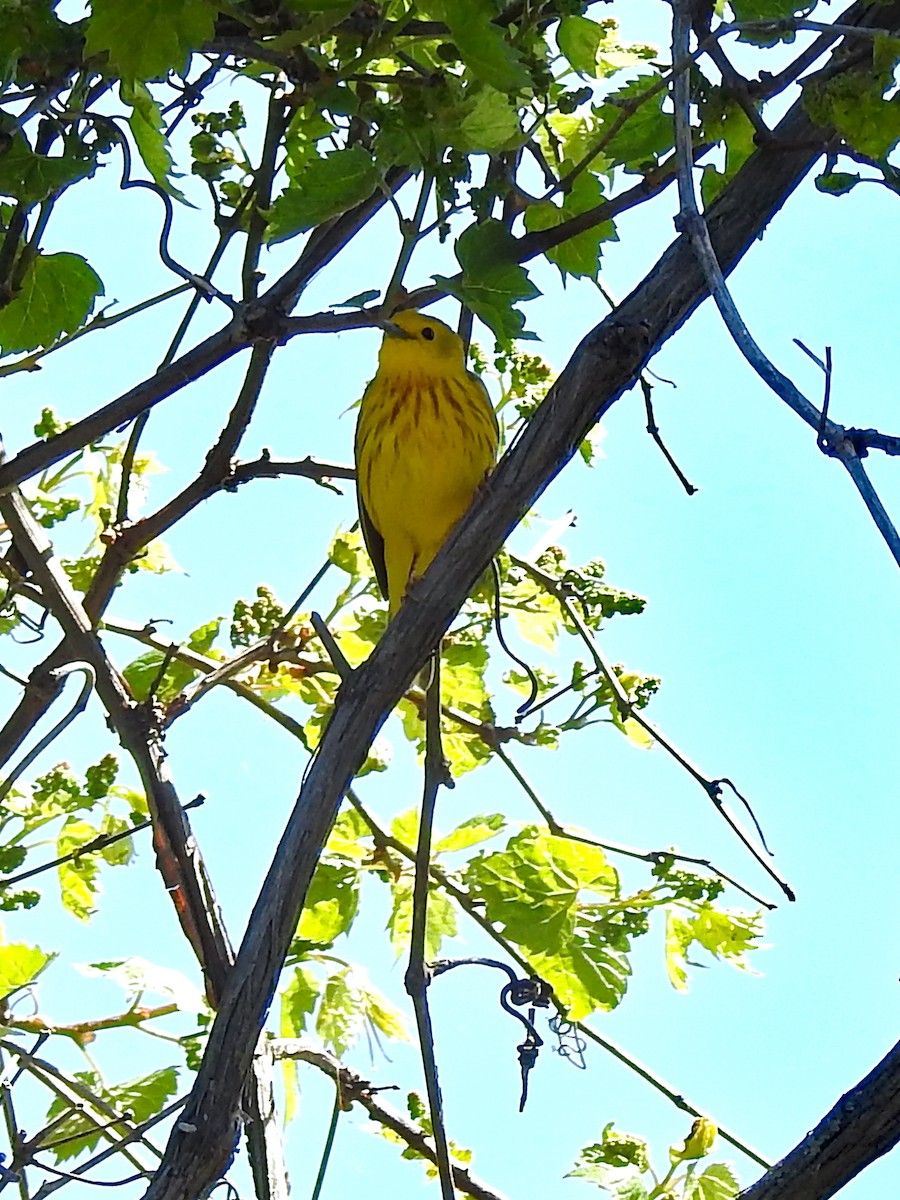 Yellow Warbler - Karen Zeleznik