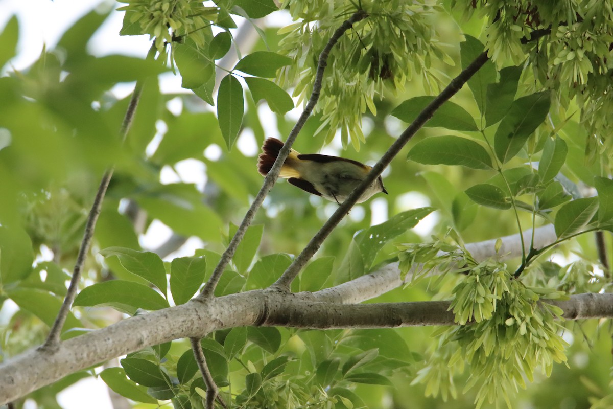 American Redstart - John Keegan