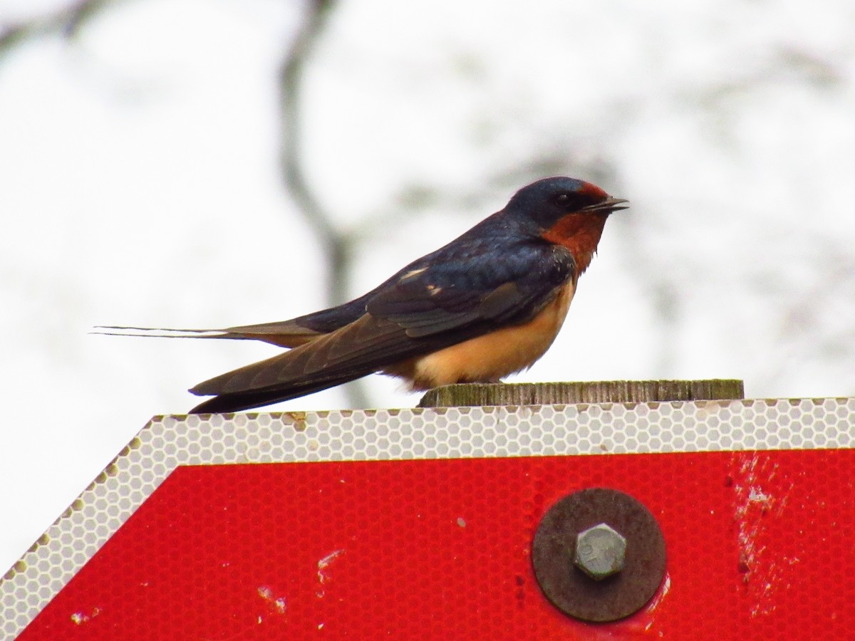 Barn Swallow - Alyssa Gruda