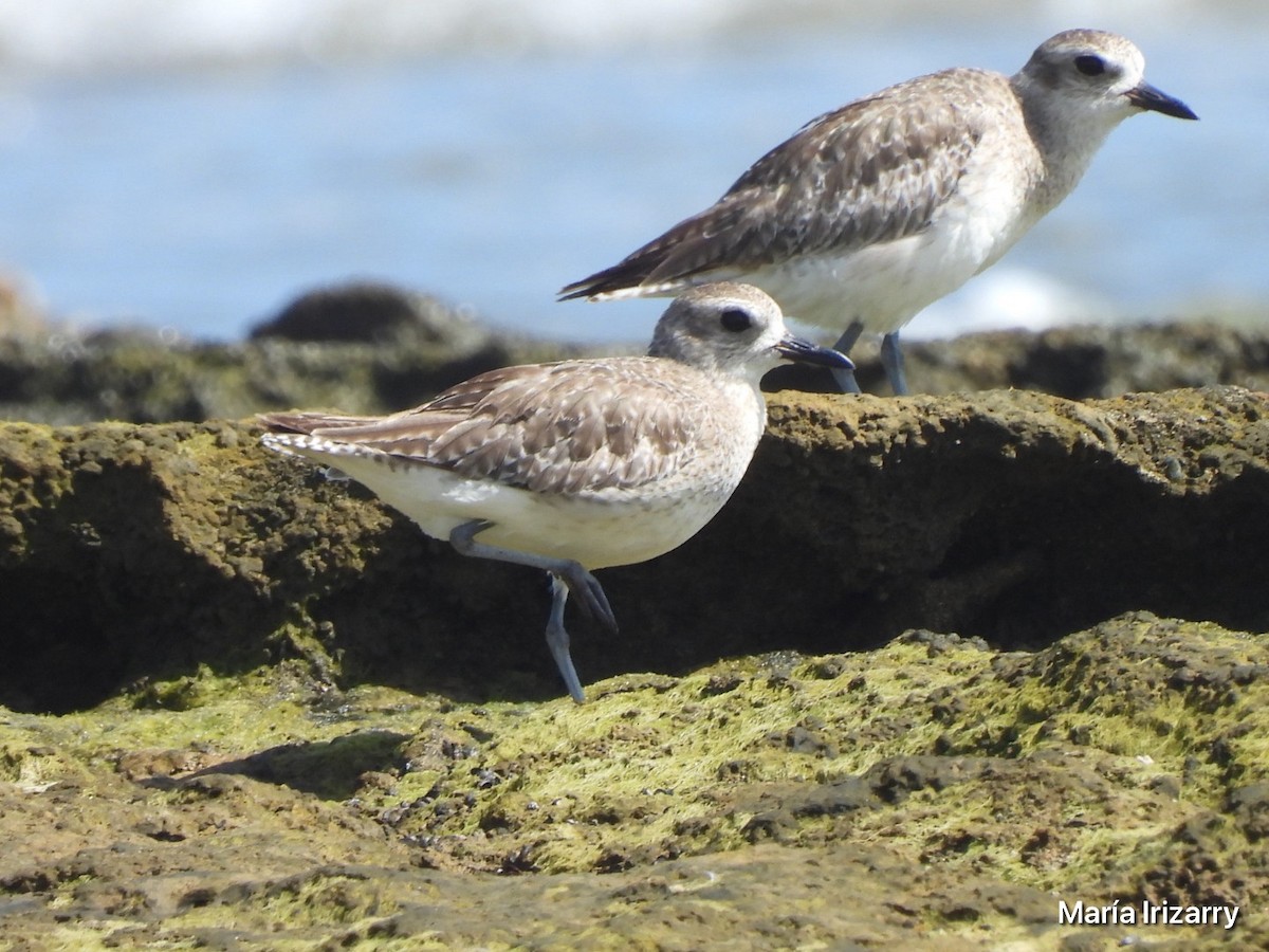 Black-bellied Plover - ML618842006