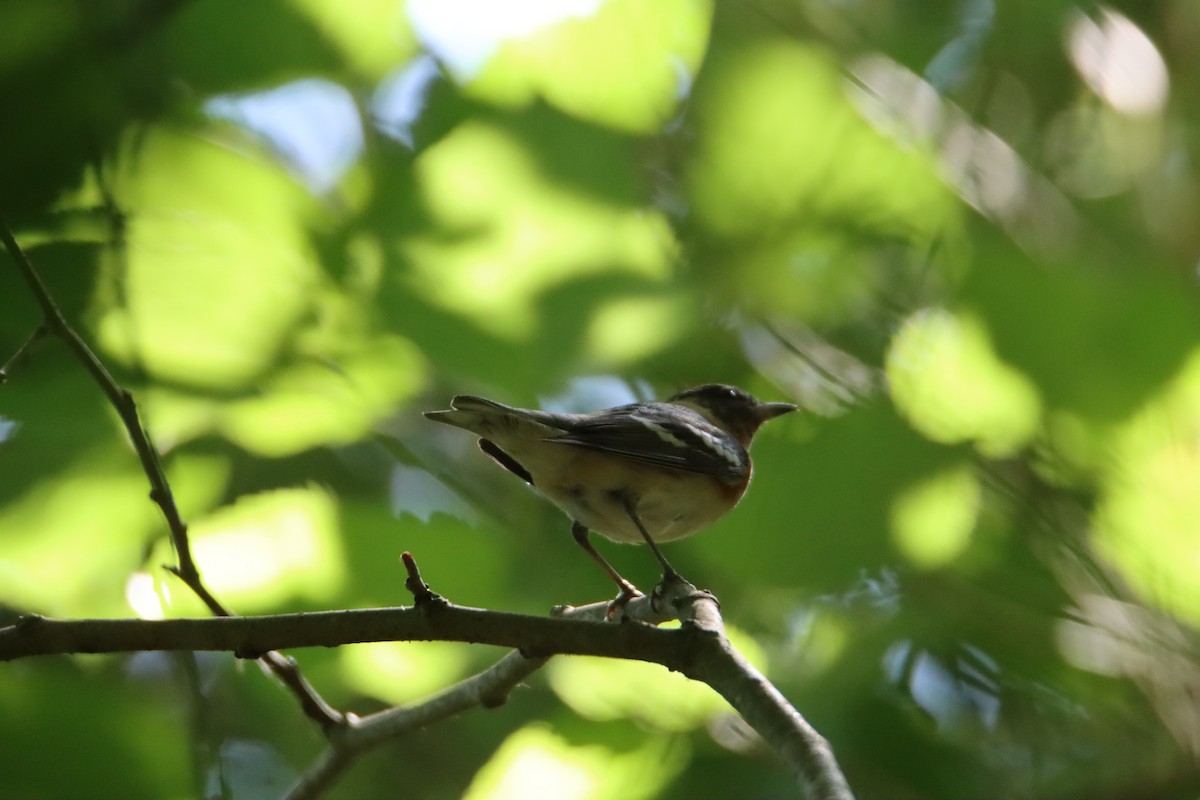 Bay-breasted Warbler - John Keegan