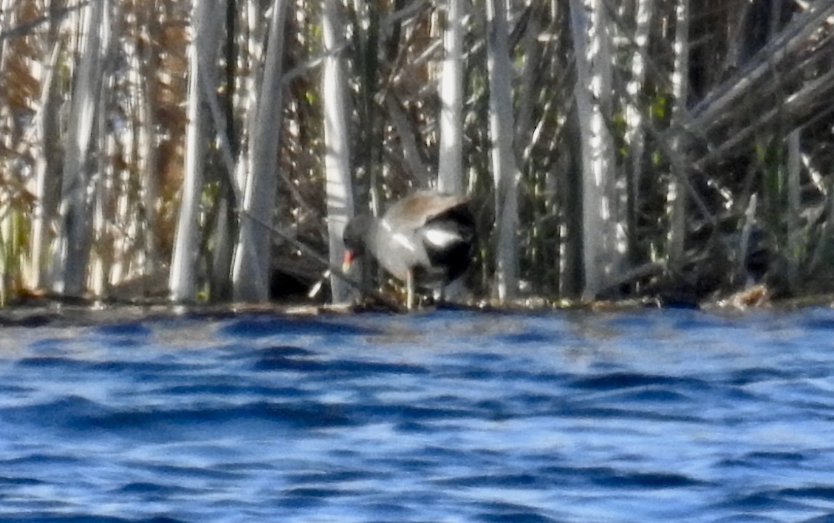 Common Gallinule - Lynette Thonne