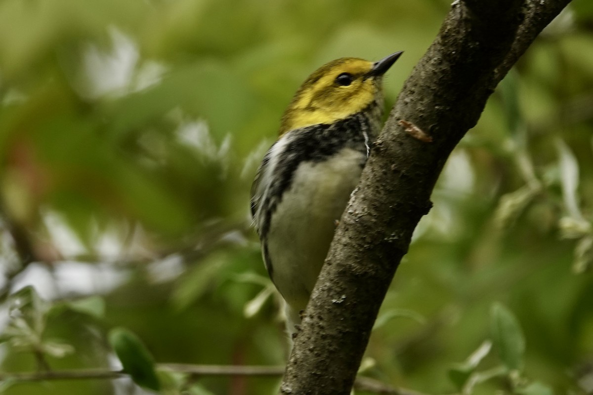 Black-throated Green Warbler - Kris Starke