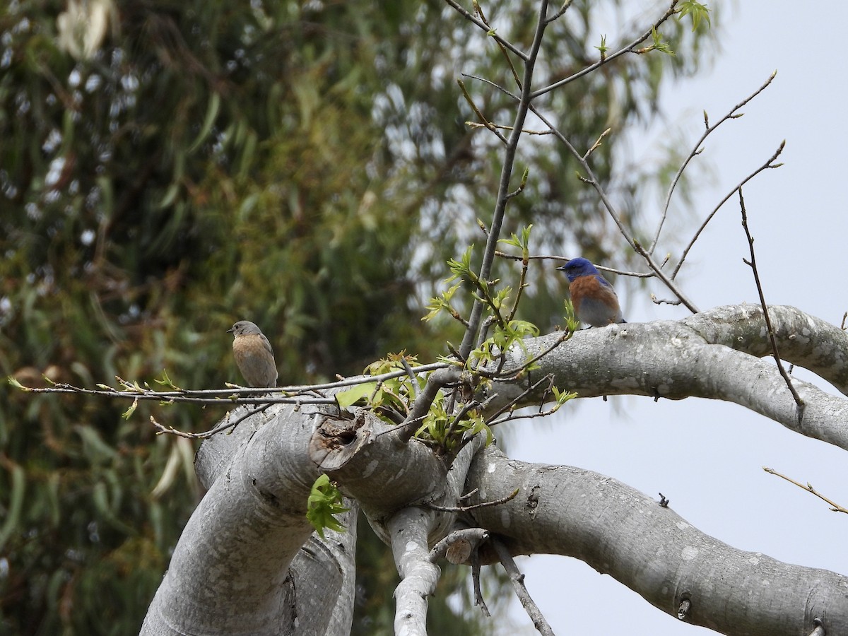 Western Bluebird - Christine Hogue