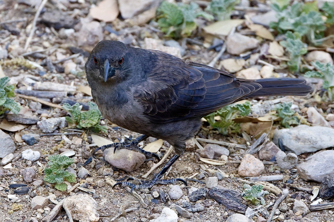 Bronzed Cowbird - Haim Weizman