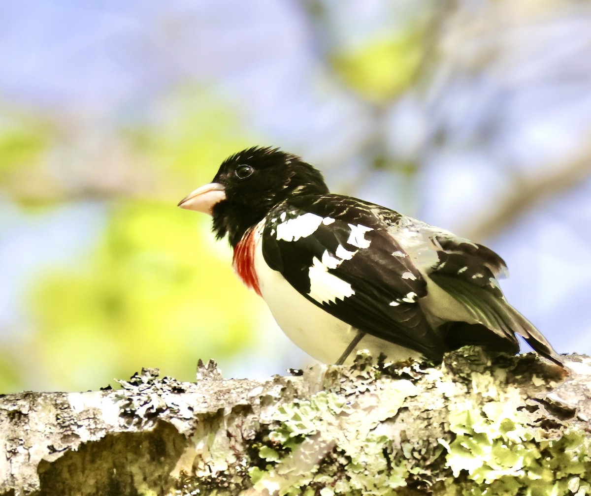 Rose-breasted Grosbeak - Charlie   Nims