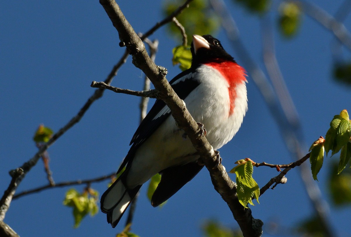 Rose-breasted Grosbeak - BPQ Bird_Protection_Quebec