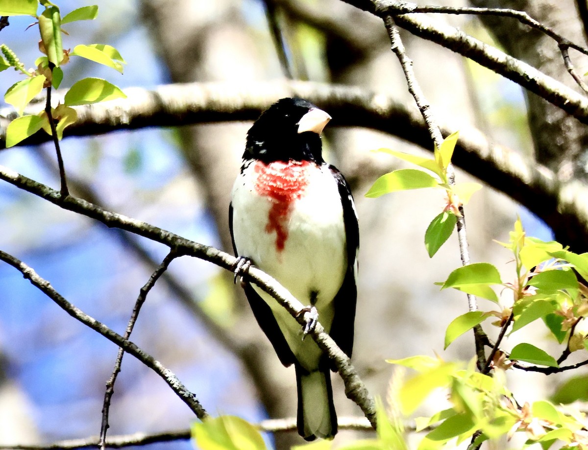 Rose-breasted Grosbeak - Charlie   Nims