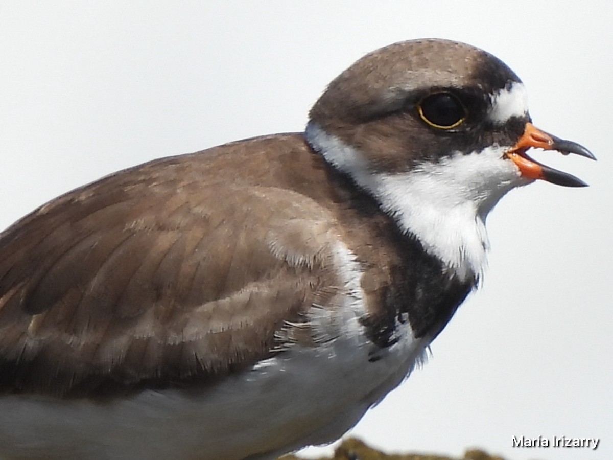 Semipalmated Plover - Maria del R Irizarry Gonzalez