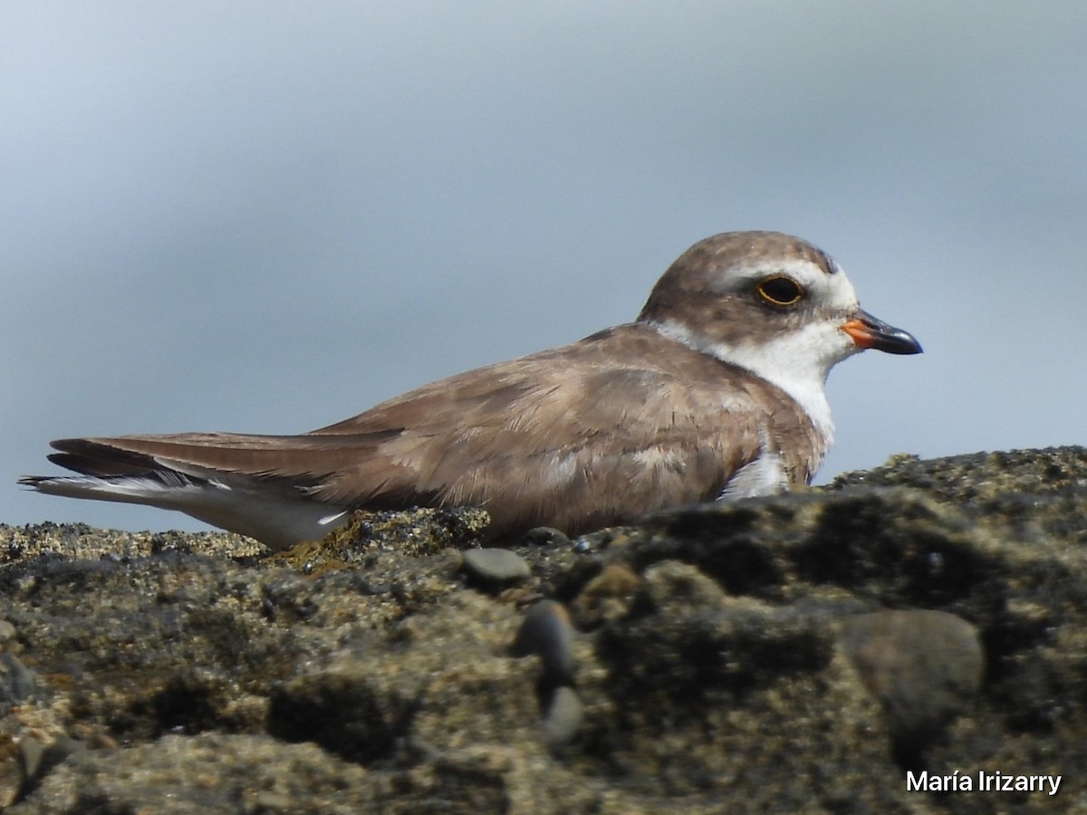 Semipalmated Plover - Maria del R Irizarry Gonzalez