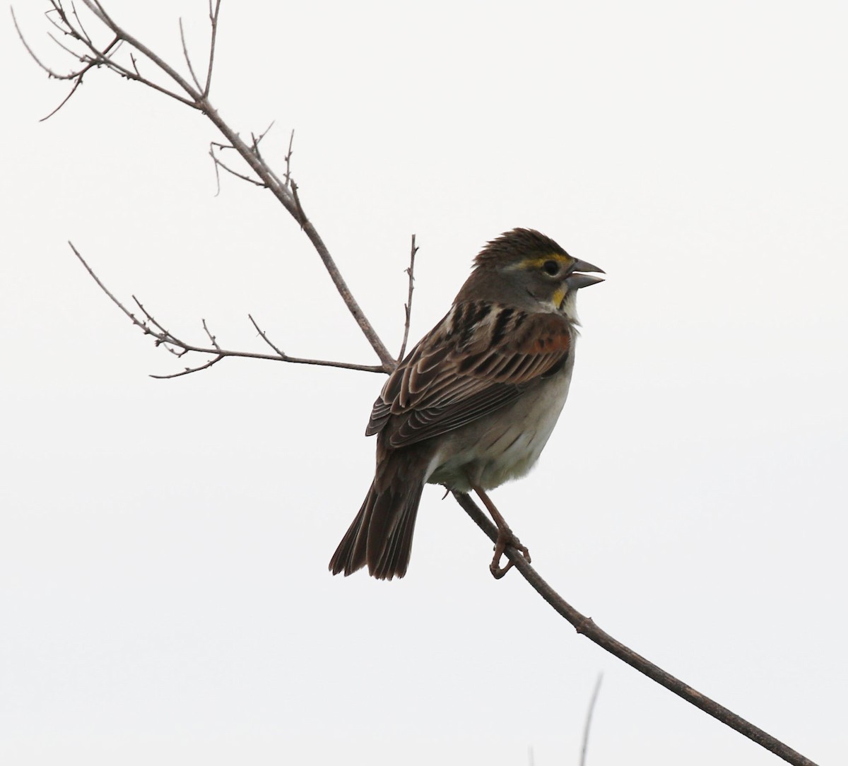 Dickcissel - ML618842041