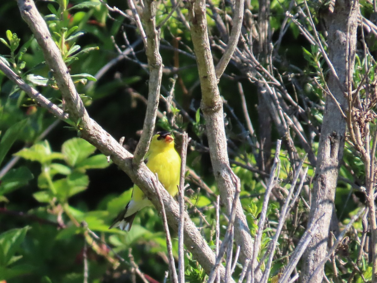 American Goldfinch - Ray Coil